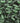 Mentolin Menta Fresca con azúcar · 200 g.